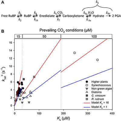 Commentary: Directions for Optimization of Photosynthetic Carbon Fixation: RuBisCO's Efficiency May Not Be So Constrained After All